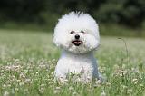 BICHON FRISE 429